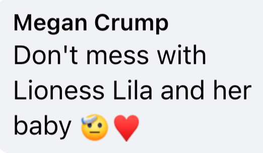 Megan Crump Don't mess with Lioness Lila and her baby