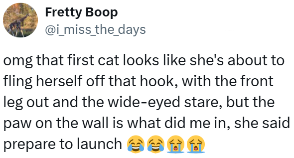 Fretty Boop @i_miss_the_days omg that first cat looks like she's about to fling herself off that hook, with the front leg out and the wide-eyed stare, but the paw on the wall is what did me in, she said prepare to launch