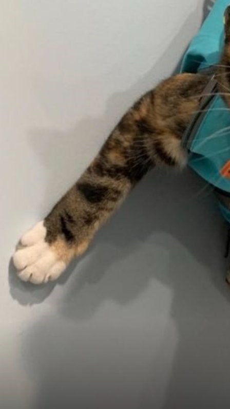 Cheezburger Image 10610819840