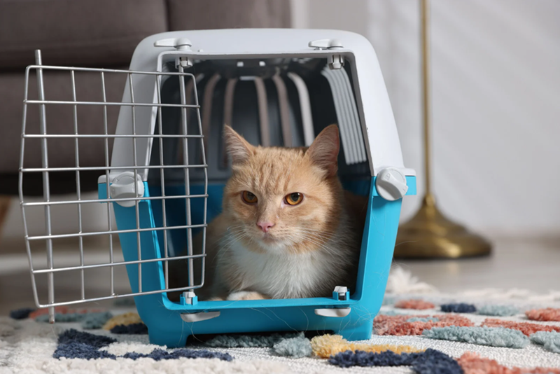 Image of a cat in a pet carrier. 