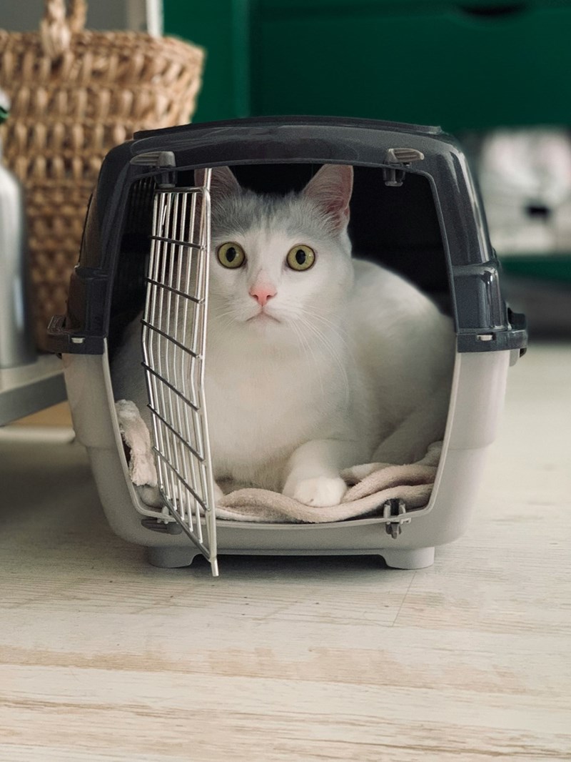Image of a cat in a pet carrier. 