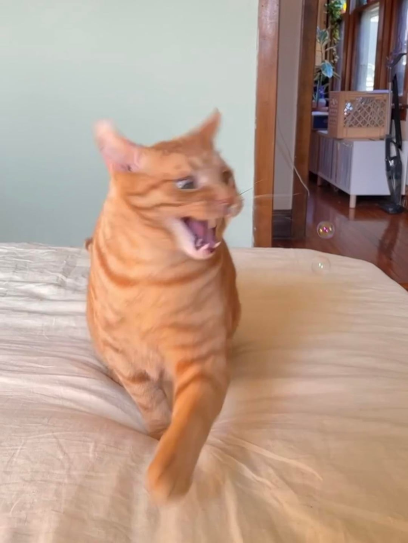 Cheezburger Image 10610826240