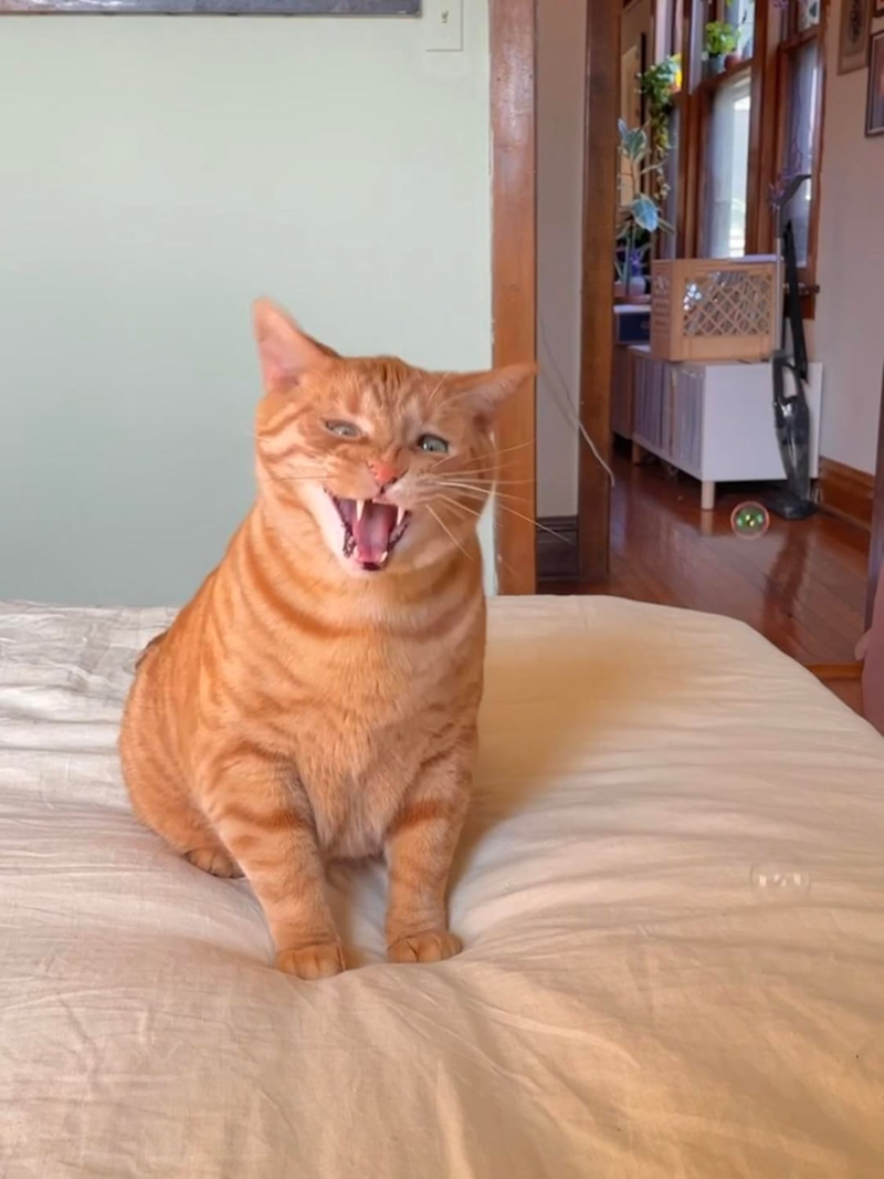 Cheezburger Image 10610826496