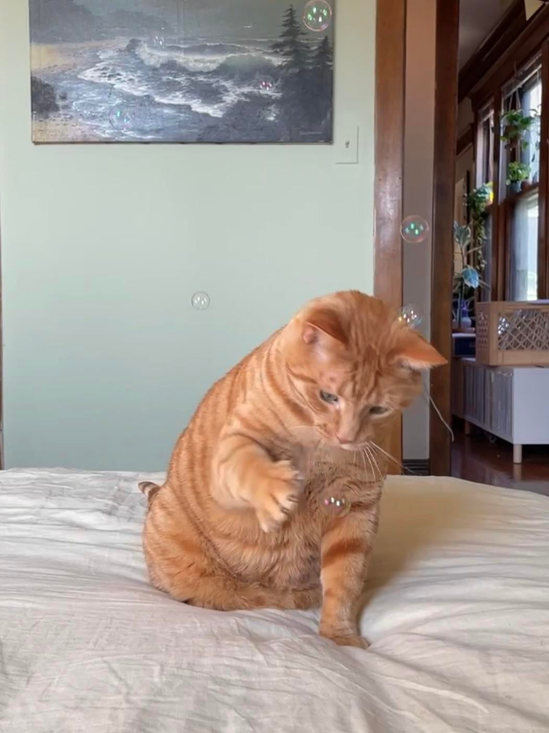 Cheezburger Image 10610827008