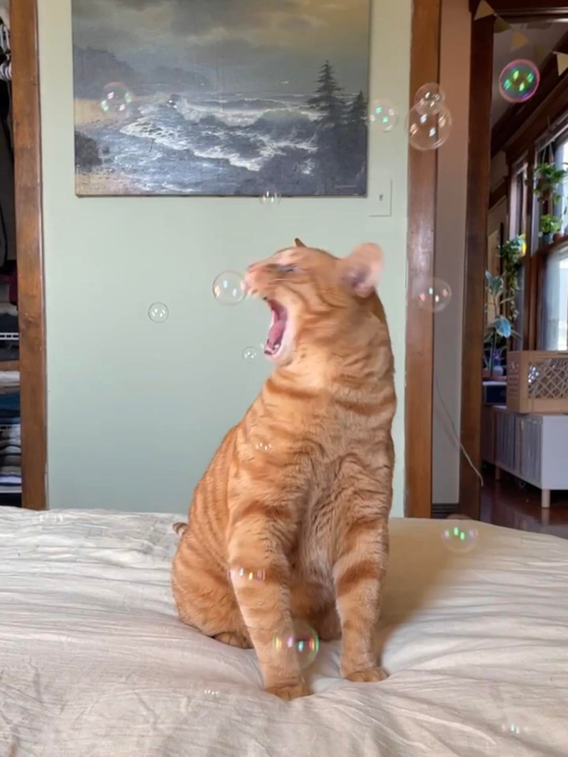 Cheezburger Image 10610827264