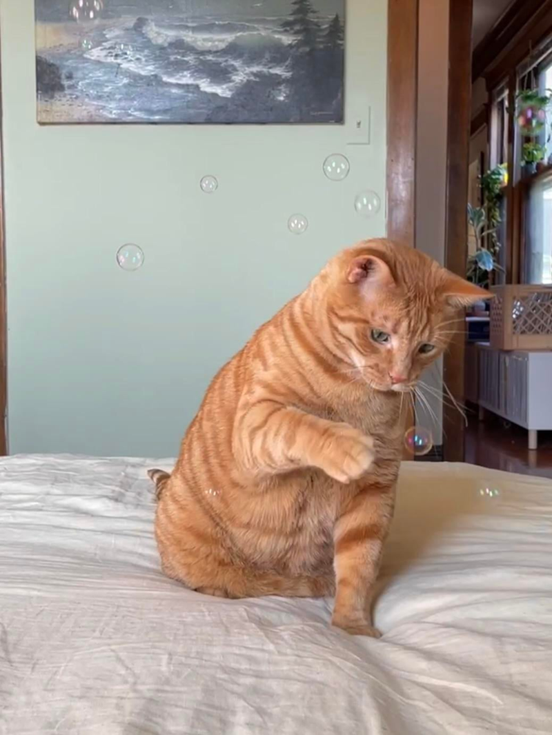 Cheezburger Image 10610827520