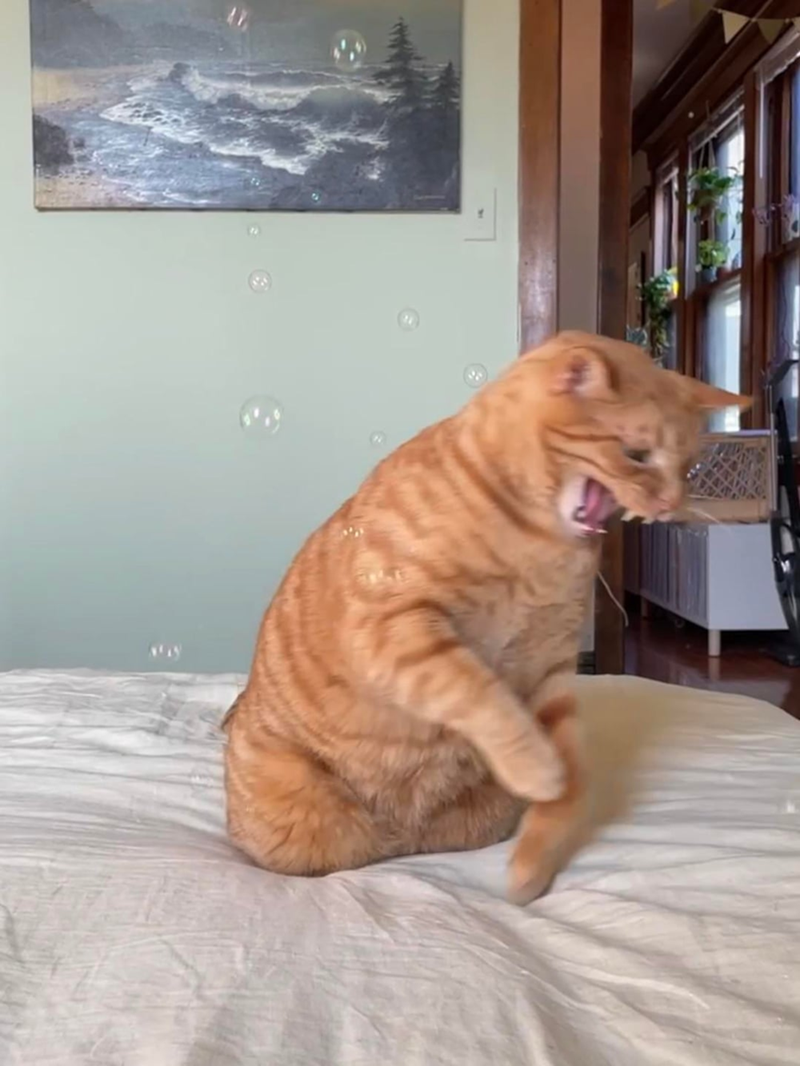 Cheezburger Image 10610827776