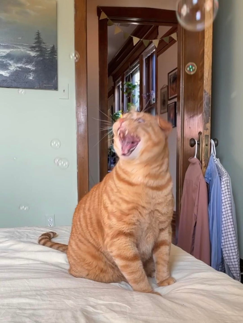 Cheezburger Image 10610828032