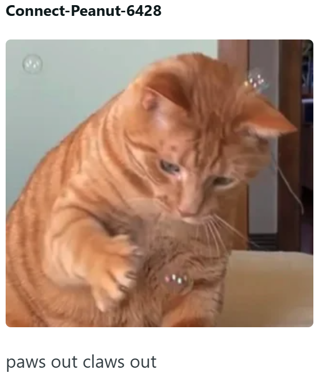 Connect-Peanut-6428 paws out claws out