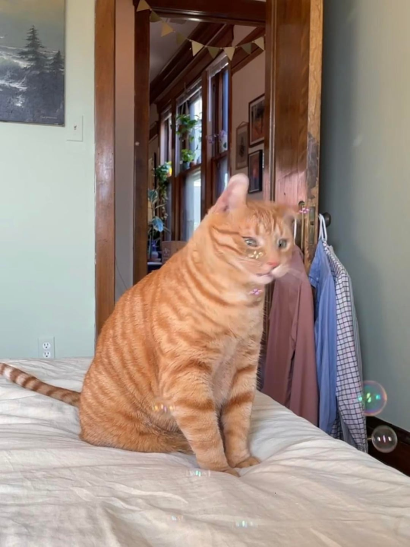 Cheezburger Image 10610831104