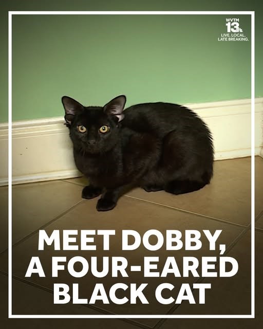 WVTM 13. LIVE. LOCAL LATE BREAKING. MEET DOBBY, A FOUR-EARED BLACK CAT