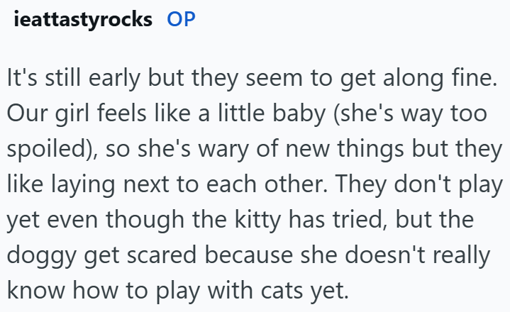 ieattastyrocks OP It's still early but they seem to get along fine. Our girl feels like a little baby (she's way too spoiled), so she's wary of new things but they like laying next to each other. They don't play yet even though the kitty has tried, but the doggy get scared because she doesn't really know how to play with cats yet.