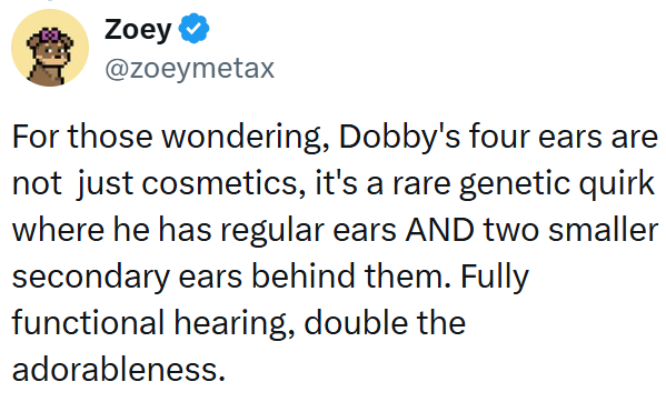 Zoey @zoeymetax For those wondering, Dobby's four ears are not just cosmetics, it's a rare genetic quirk where he has regular ears AND two smaller secondary ears behind them. Fully functional hearing, double the adorableness.