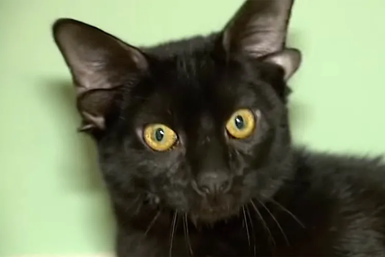 Cheezburger Image 10610843904