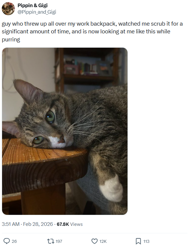 Pippin & Gigi @Pippin_and_Gigi guy who threw up all over my work backpack, watched me scrub it for a significant amount of time, and is now looking at me like this while purring 3:51 AM - Feb 28, 2026 - 67.8K Views 26 197 12K ☐ 113