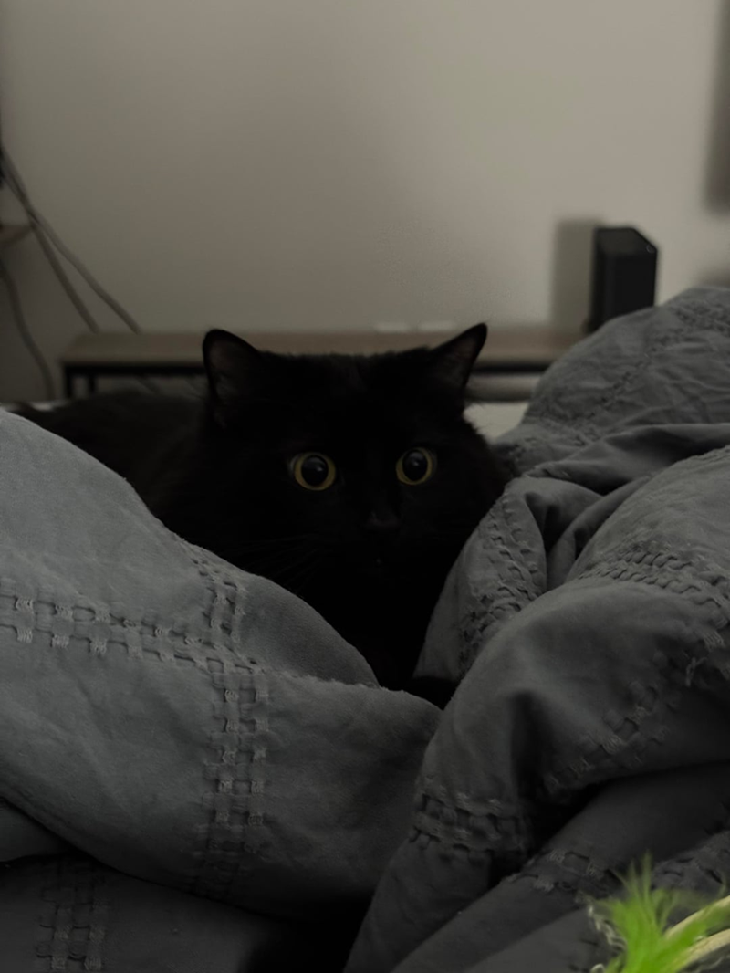 Cheezburger Image 10610844928