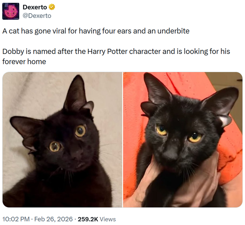 Dexerto @Dexerto A cat has gone viral for having four ears and an underbite Dobby is named after the Harry Potter character and is looking for his forever home O . 10:02 PM - Feb 26, 2026 259.2K Views