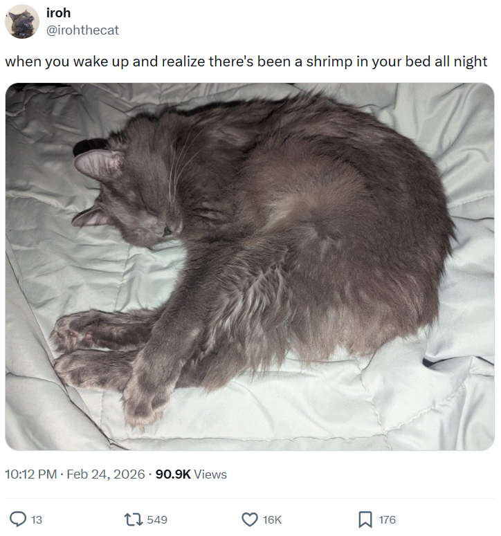 iroh @irohthecat when you wake up and realize there's been a shrimp in your bed all night . 10:12 PM ⚫ Feb 24, 2026 90.9K Views • 13 549 16K 176