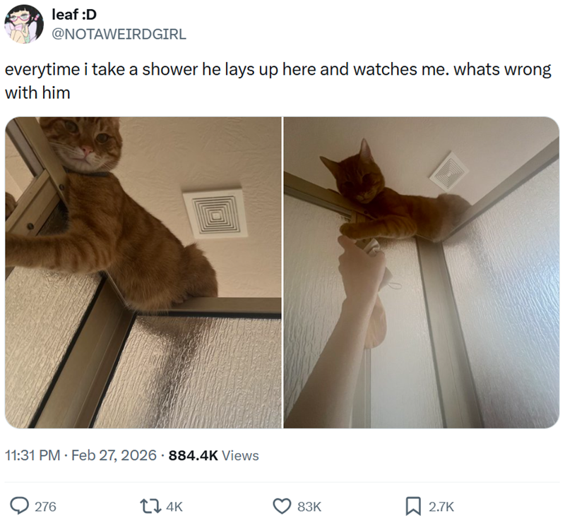 leaf :D @NOTAWEIRDGIRL everytime i take a shower he lays up here and watches me. whats wrong with him 11:31 PM Feb 27, 2026 - 884.4K Views 276 174K 83K ☐ 2.7K