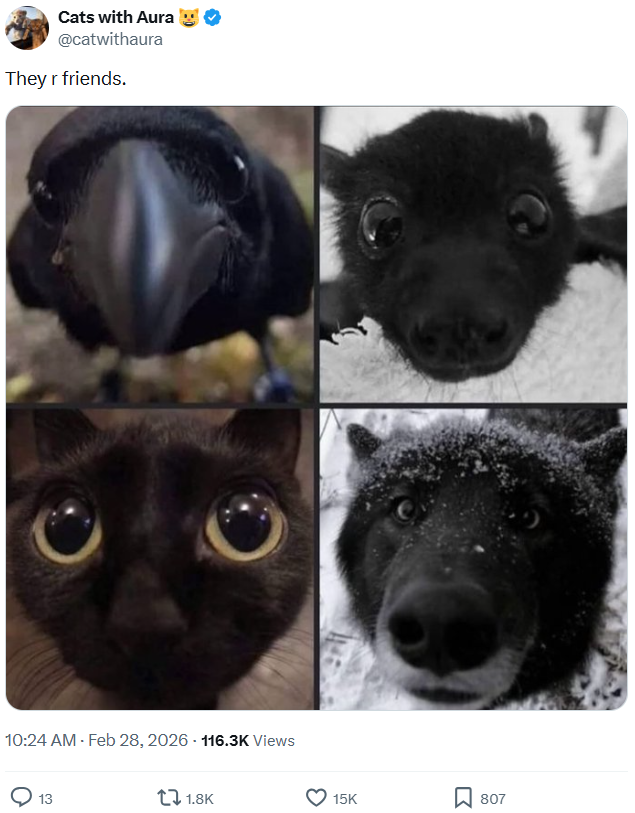 Cats with Aura @catwithaura They r friends. 10:24 AM - Feb 28, 2026 116.3K Views 13 1.8K 15K ☐ 807