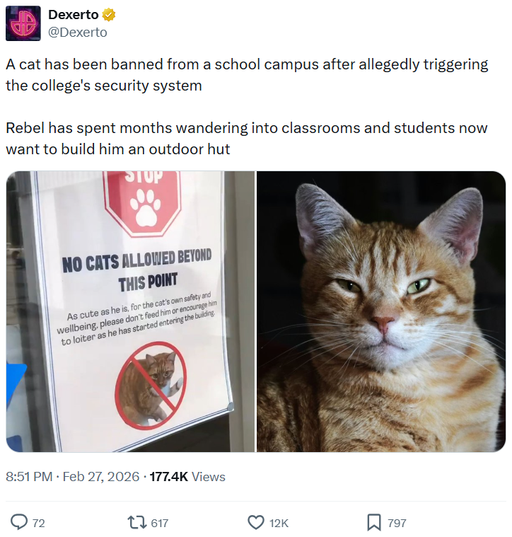 Dexerto @Dexerto A cat has been banned from a school campus after allegedly triggering the college's security system Rebel has spent months wandering into classrooms and students now want to build him an outdoor hut STUP NO CATS ALLOWED BEYOND THIS POINT As cute as he is, for the cat's own safety and wellbeing, please don't feed him or encourage him to loiter as he has started entering the building 8:51 PM ⚫ Feb 27, 2026 177.4K Views 72 17617 12K ☐ 797