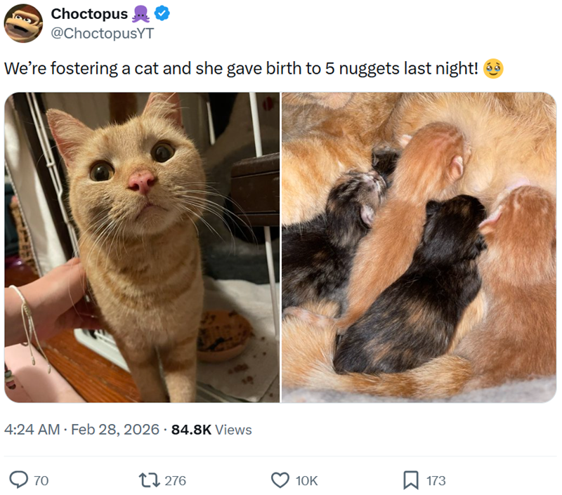 Choctopus @ChoctopusYT We're fostering a cat and she gave birth to 5 nuggets last night! 4:24 AM • Feb 28, 2026 - 84.8K Views 70 1276 10K 173