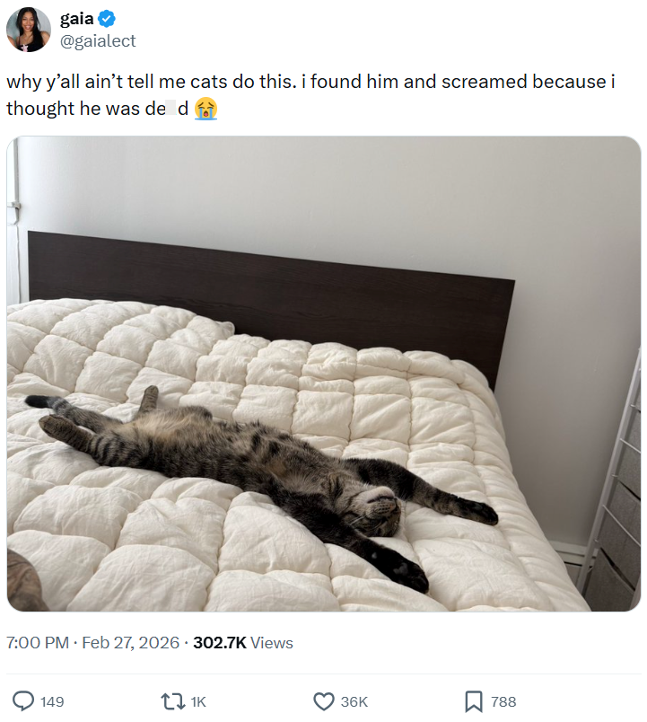 gaia ☑ @gaialect why y'all ain't tell me cats do this. i found him and screamed because i thought he was de d 7:00 PM • Feb 27, 2026 302.7K Views 149 1K 36K 788