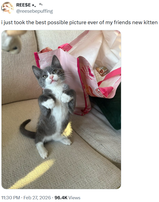 REESE *. º. @reesebepuffing i just took the best possible picture ever of my friends new kitten 100 11:30 PM. Feb 27, 2026 96.4K Views