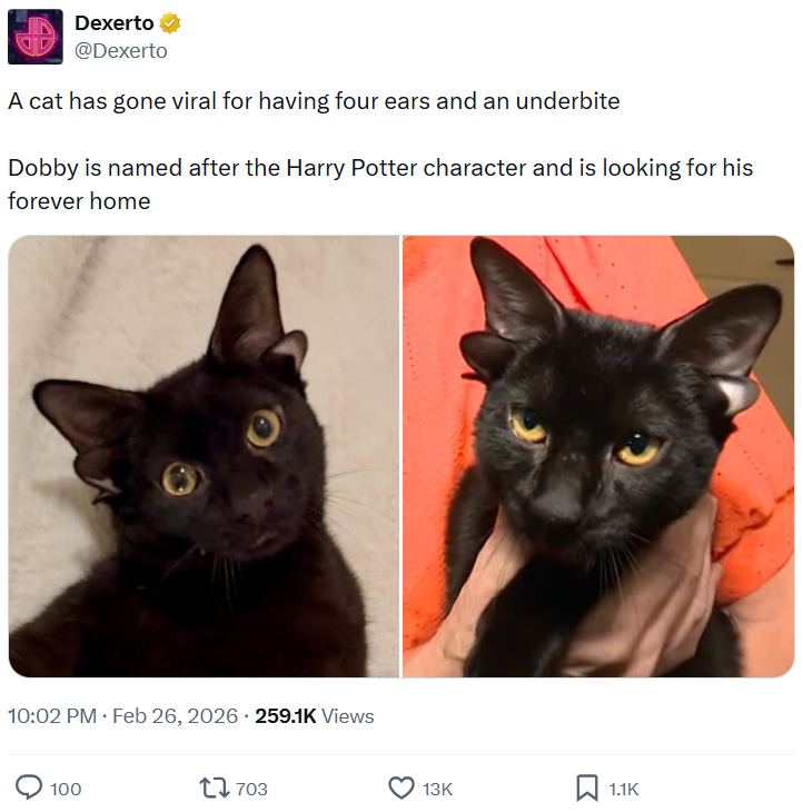 Dexerto @Dexerto A cat has gone viral for having four ears and an underbite Dobby is named after the Harry Potter character and is looking for his forever home 10:02 PM - Feb 26, 2026 259.1K Views 100 17 703 13K ☐ 1.1K