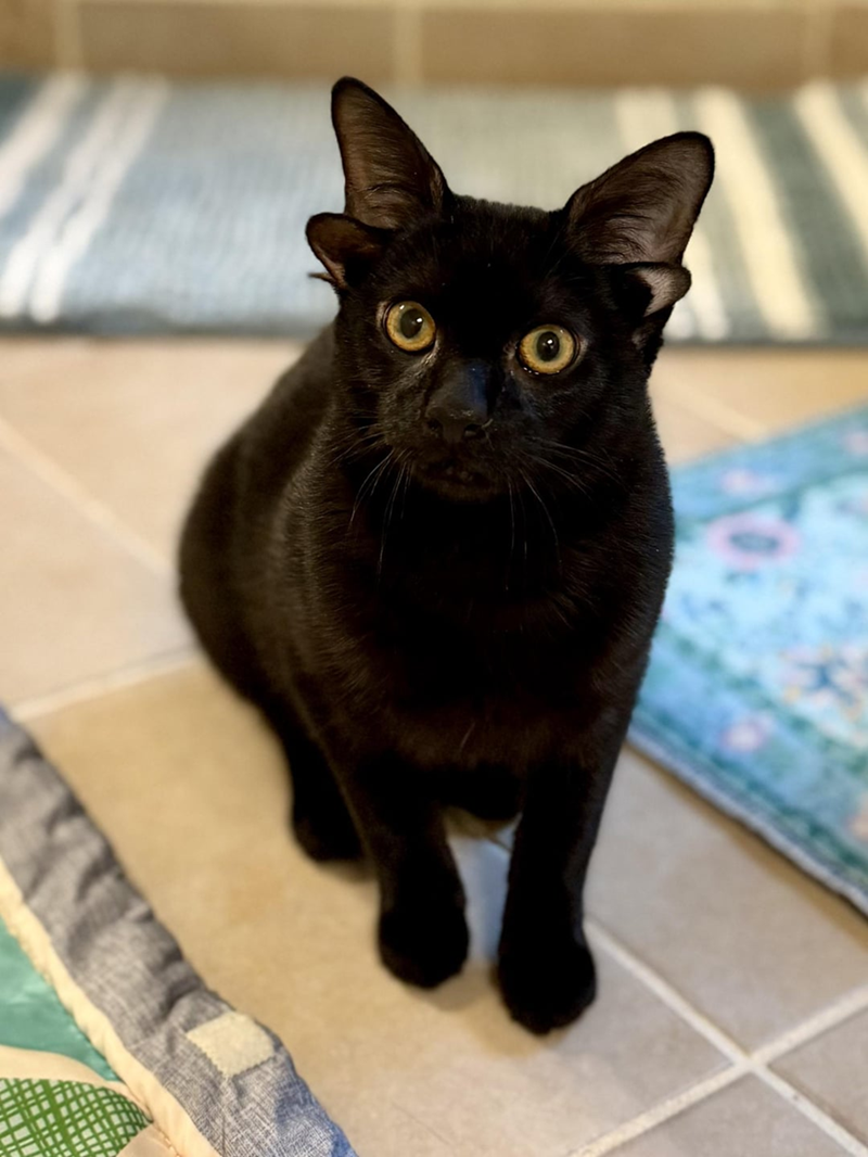 Cheezburger Image 10610853888