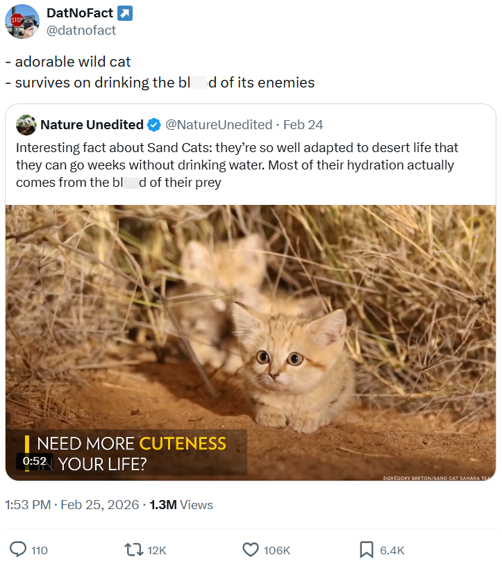STOP DatNoFact ☑ @datnofact - adorable wild cat - survives on drinking the bld of its enemies Nature Unedited @NatureUnedited • Feb 24 Interesting fact about Sand Cats: they're so well adapted to desert life that they can go weeks without drinking water. Most of their hydration actually comes from the bld of their prey I NEED MORE CUTENESS 0:52 YOUR LIFE? 1:53 PM • Feb 25, 2026 1.3M Views 110 12K &>GREGORY BRETON/SAND CAT SAHARA TEA 106K 6.4K