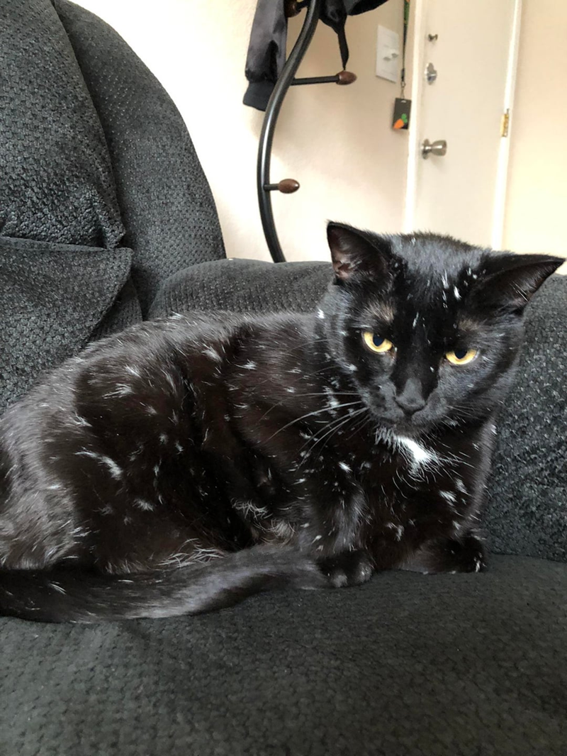 Cheezburger Image 10610857984