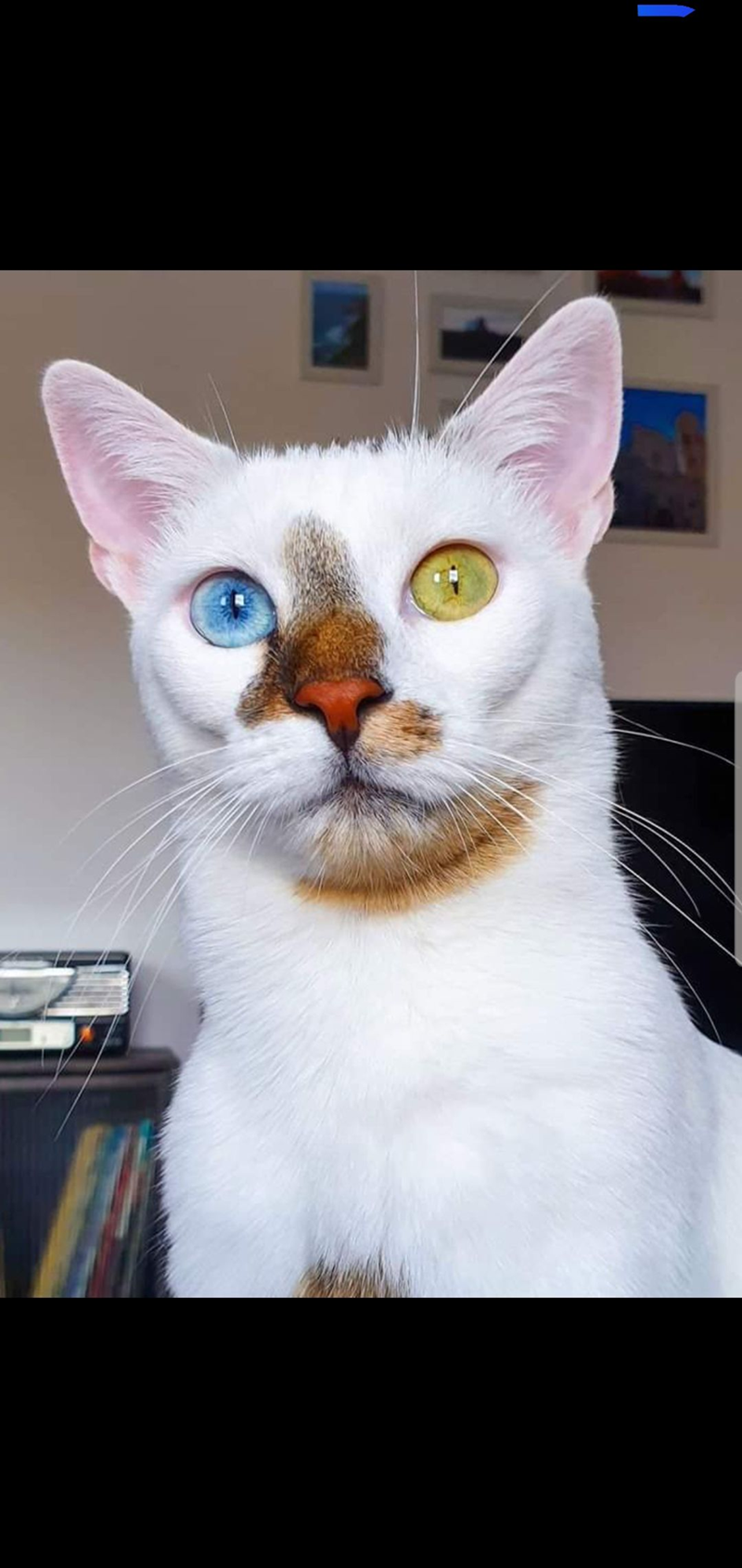 Cheezburger Image 10610858496