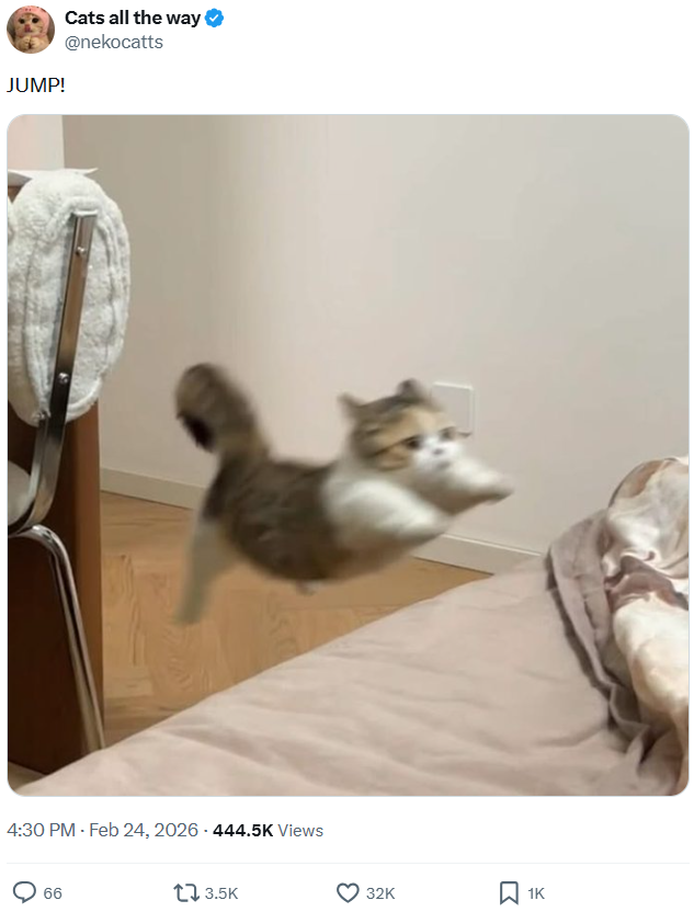 JUMP! Cats all the way @nekocatts 4:30 PM - Feb 24, 2026-444.5K Views 66 3.5K 32K ☐ 1K