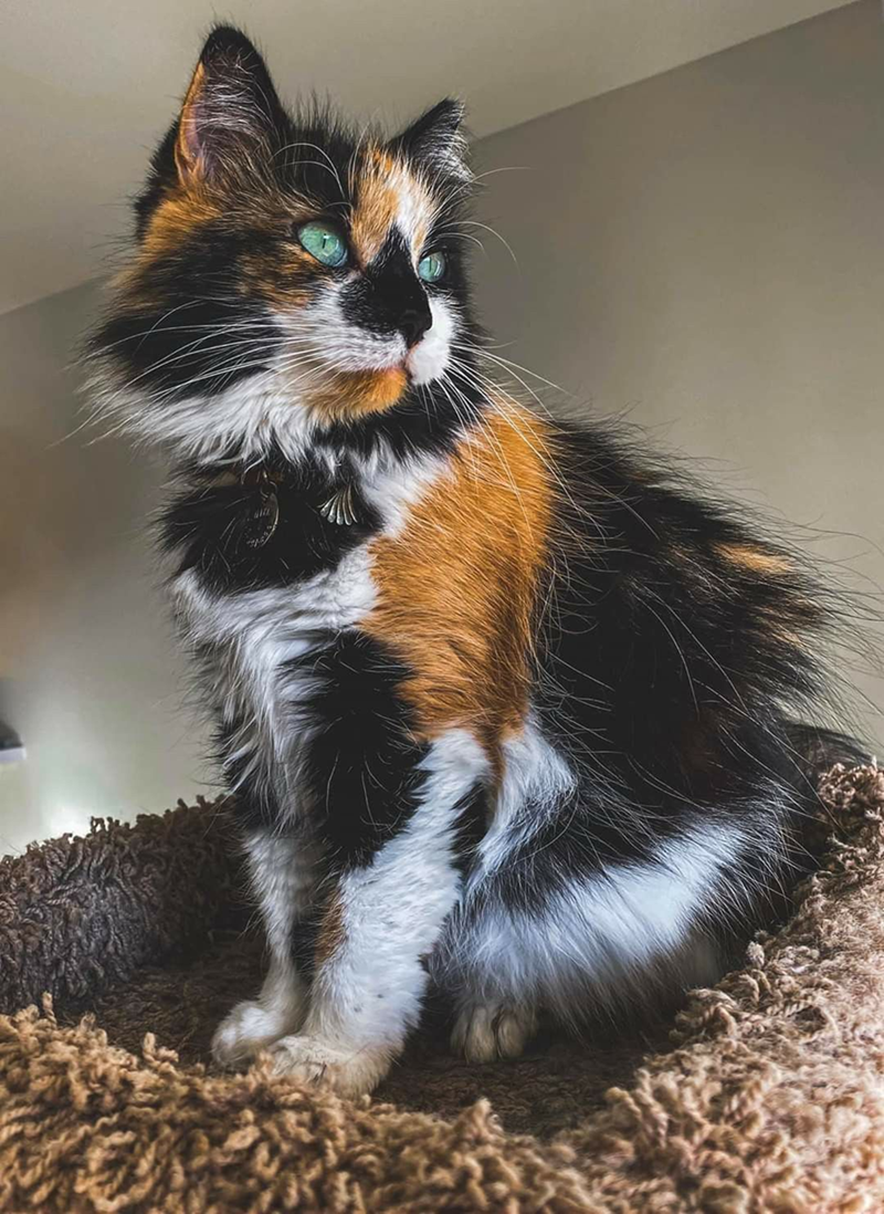 Cheezburger Image 10610859520