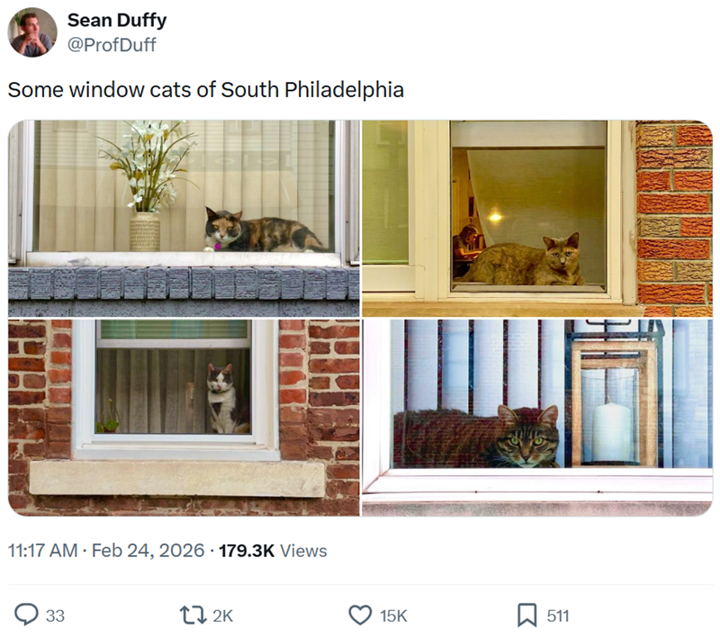 Sean Duffy @ProfDuff Some window cats of South Philadelphia 11:17 AM - Feb 24, 2026 179.3K Views 33 172K 15K 511