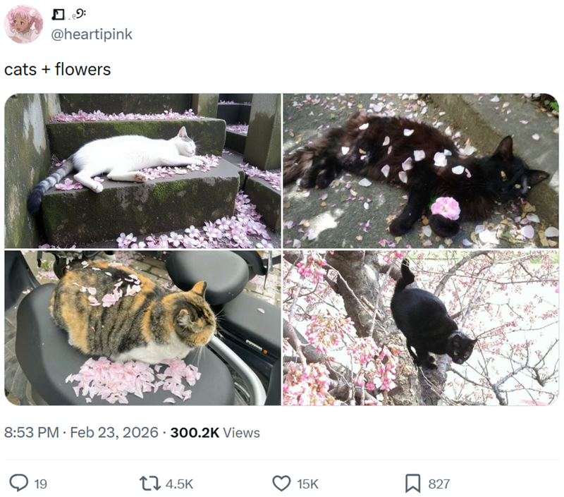 အား @heartipink cats + flowers 8:53 PM - Feb 23, 2026 300.2K Views 19 4.5K 15K 827