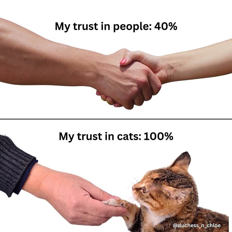 My trust in people: 40% My trust in cats: 100% @duchess_n_chloe
