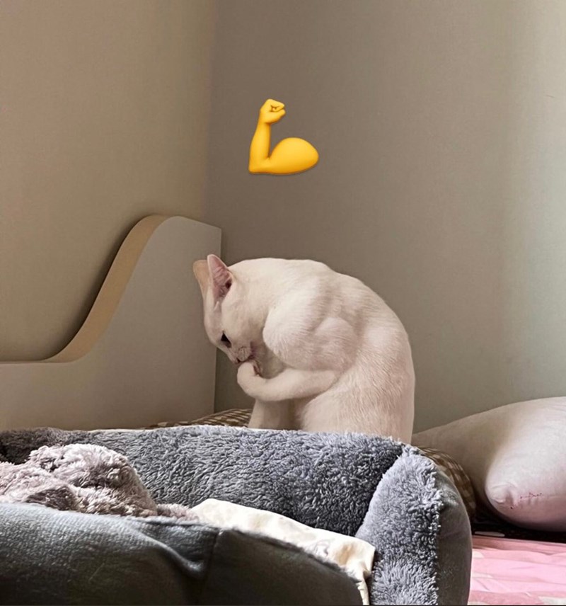 Cheezburger Image 10610862592