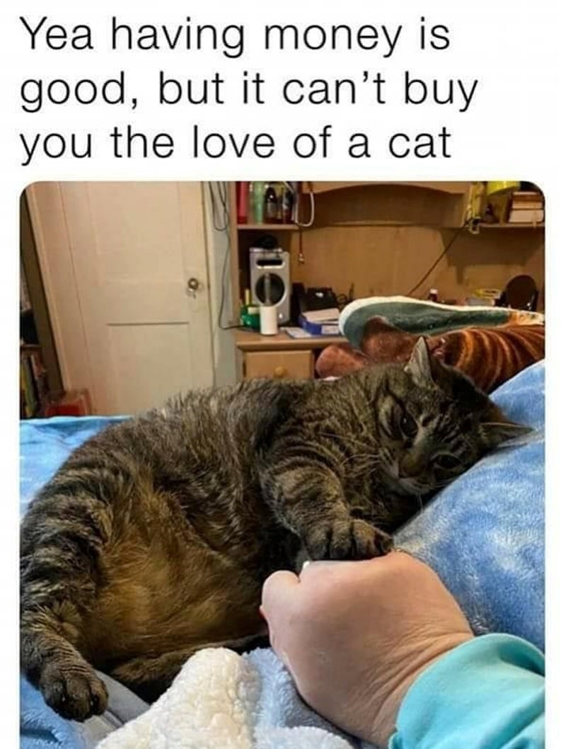 Yea having money is good, but it can't buy you the love of a cat