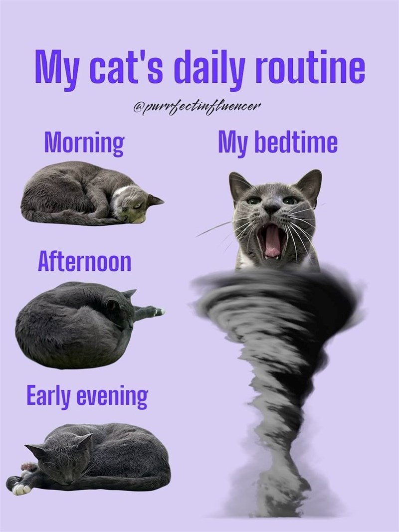 My cat's daily routine @purrfectinfluencer Morning Afternoon Early evening My bedtime