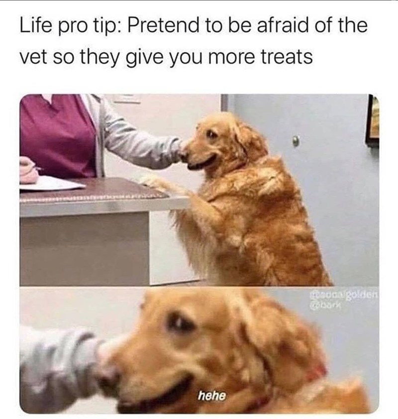 Life pro tip: Pretend to be afraid of the vet so they give you more treats hehe sonalgolden bark