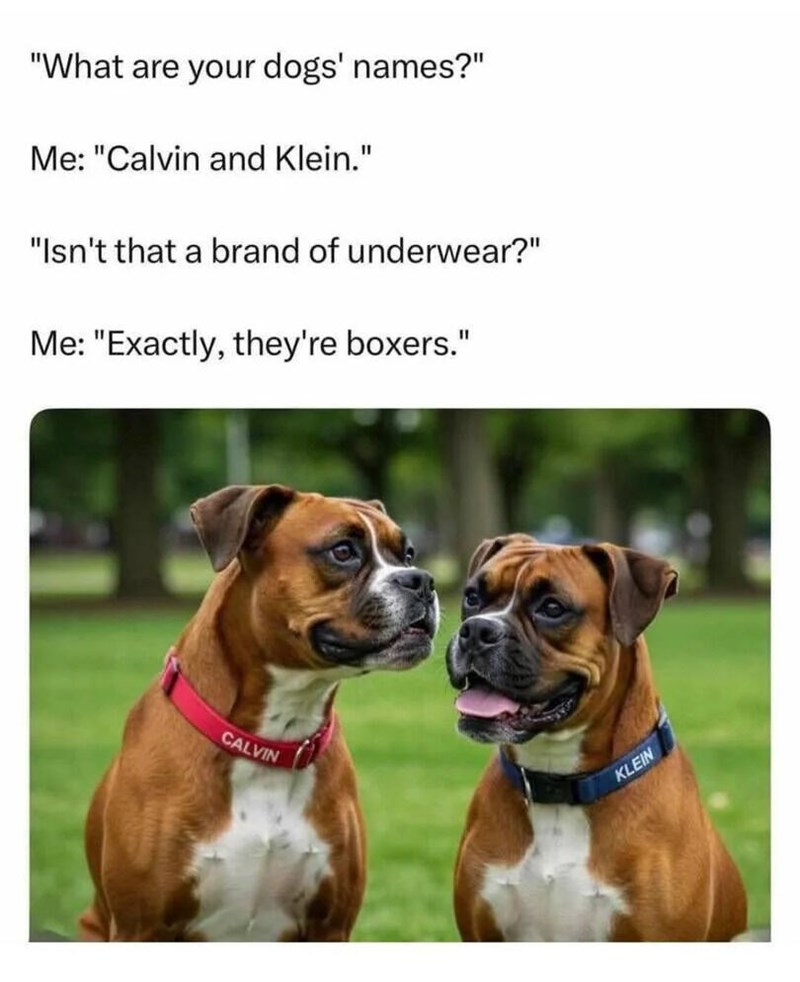 "What are your dogs' names?" Me: "Calvin and Klein." "Isn't that a brand of underwear?" Me: "Exactly, they're boxers." CALVIN KLEIN