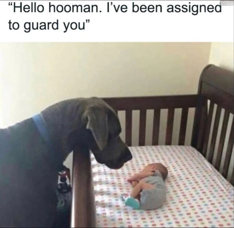 "Hello hooman. I've been assigned to guard you❞