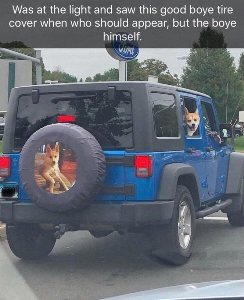 Was at the light and saw this good boye tire cover when who should appear, but the boye himself.