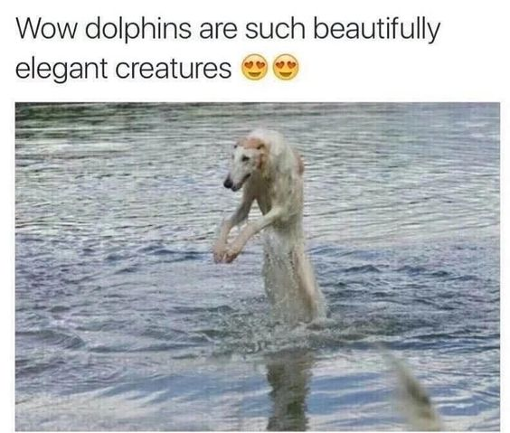 Wow dolphins are such beautifully elegant creatures