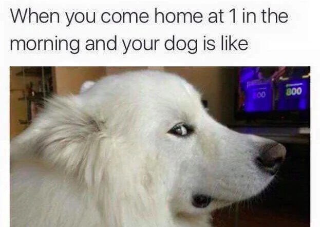When you come home at 1 in the morning and your dog is like. 800 800