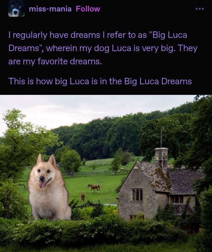 miss-mania Follow I regularly have dreams I refer to as "Big Luca Dreams", wherein my dog Luca is very big. They are my favorite dreams. This is how big Luca is in the Big Luca Dreams