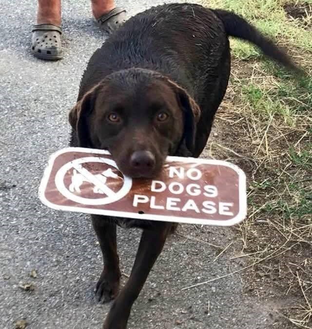 NO DOGS PLEASE