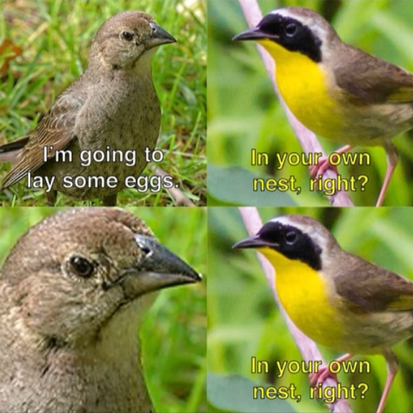 I'm going to lay some eggs. In your own nest, right? In your own nest, right?